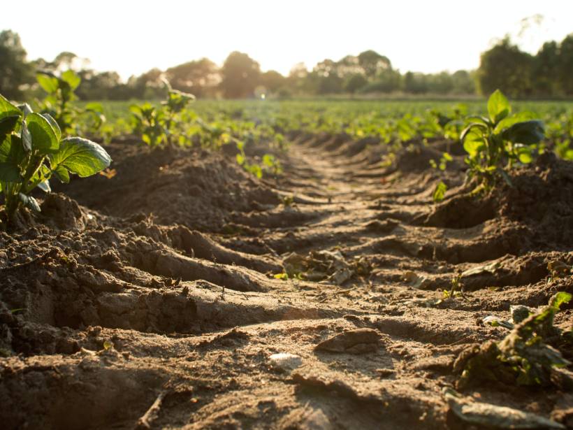 On-the-ground view of a tractor tread mark going through soil in a farm field