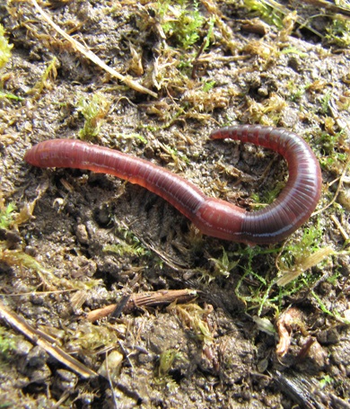 Picture of an earthworm