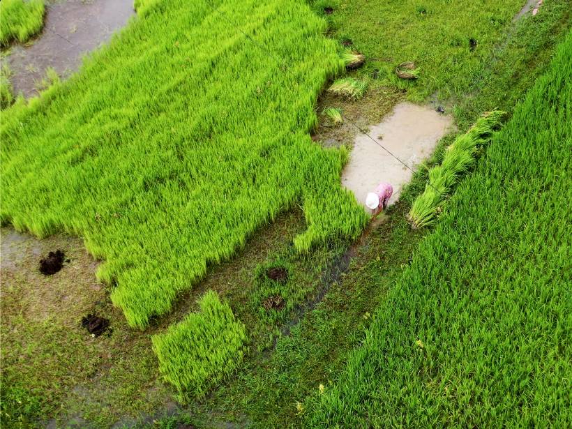 Aerial image of a woman stooping to gather crops in a large field