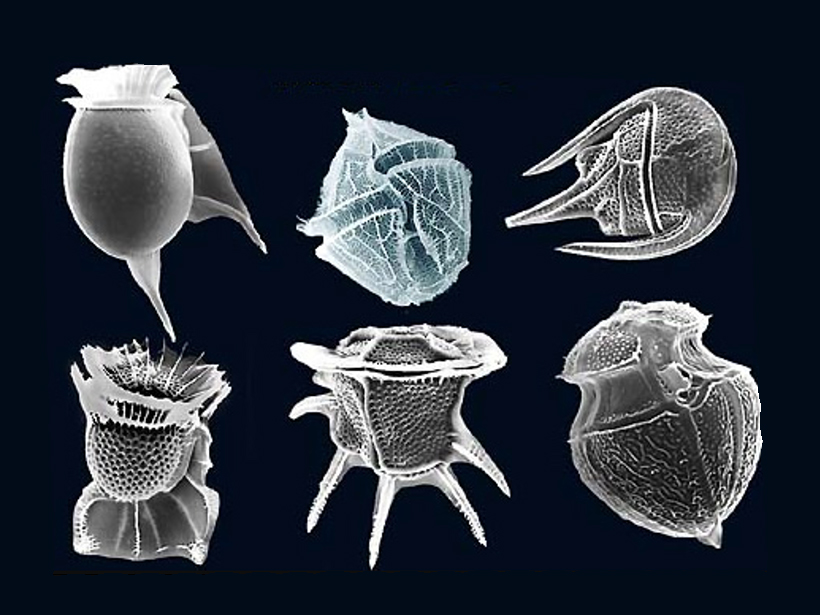 Microscope image of several types of dinoflagellates