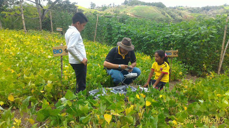 Children and an adult plant bean plants in a small agricultural enclosure in Los Cerrillos, Colombia.