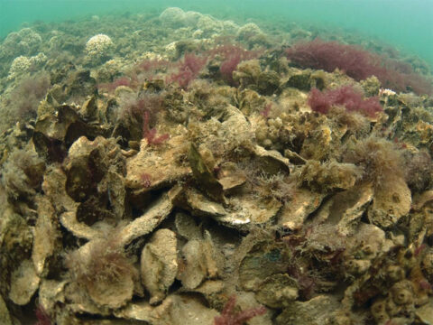 A restored oyster reef