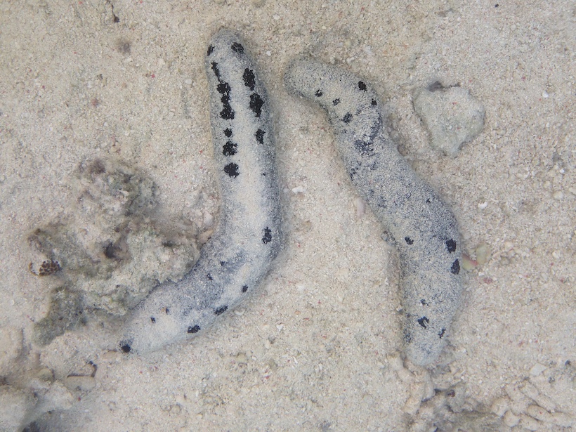 Black sea cucumber, also known as Holothuria atra