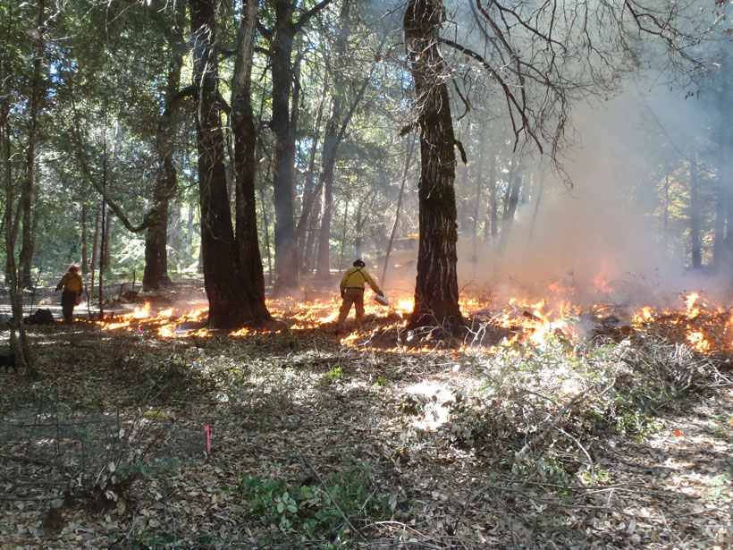Yurok and Karuk igniters conduct traditional burning in an orchard near the Klamath River in California.
