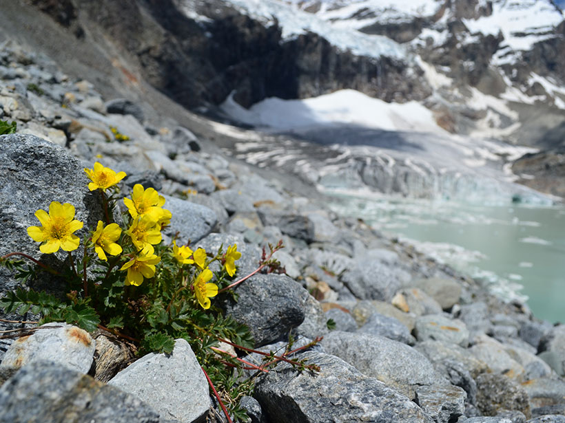 Detailed image of yellow flowers of Geum reptans growing at the toe of Trobio glacier
