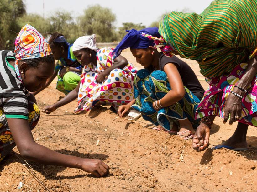 African women plant seedlings as part of the Great Green Wall.