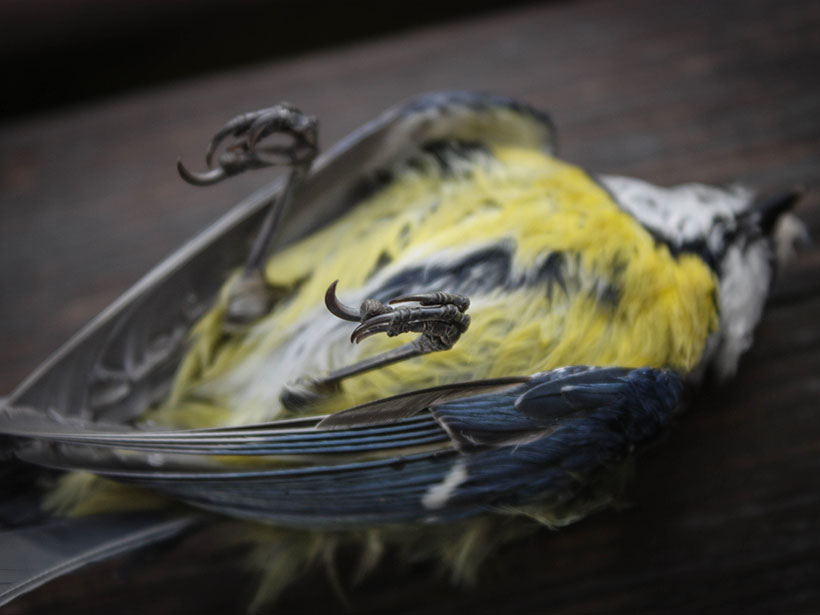 Researchers discovered a correlation between a mass bird die-off and wildfires.