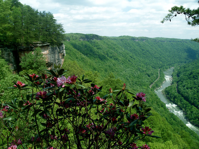 A rhododendron bush blooms pink flowers in front of the New River Gorge.