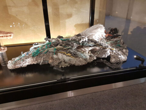 Photograph of a plastiglomerate, a rock made from pieces of trash and other natural debris. This example includes pieces of white, green, and yellow rope intermingled with sediment.