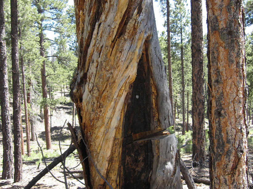 A mature tree, still standing, shows scars of past fires.