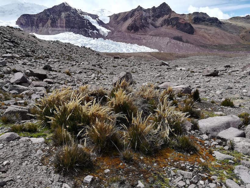 A patch of grass in the middle of rocks