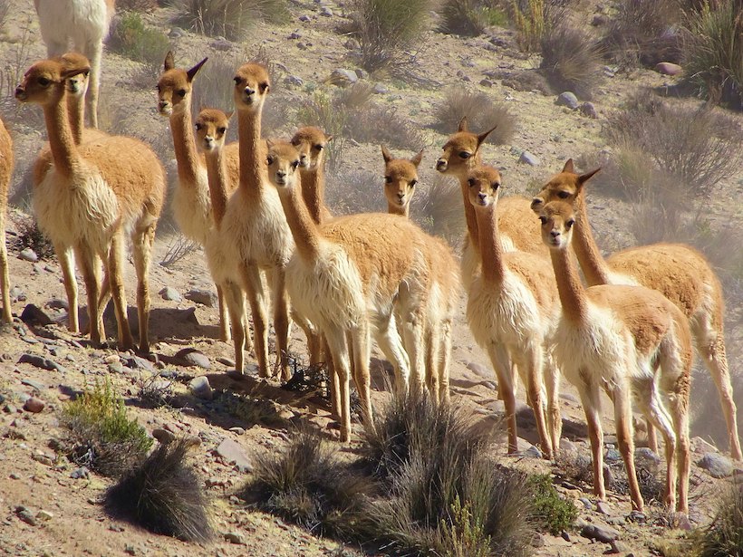 Group of vicuñas Group of vicuñas