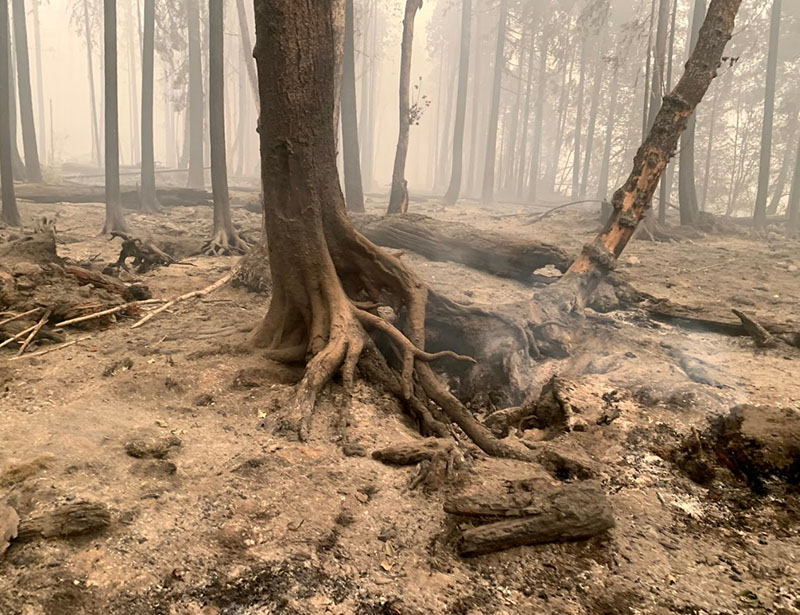 McKenzie floodplain after the 2020 Holiday Farm Fire. McKenzie floodplain after the 2020 Holiday Farm Fire.