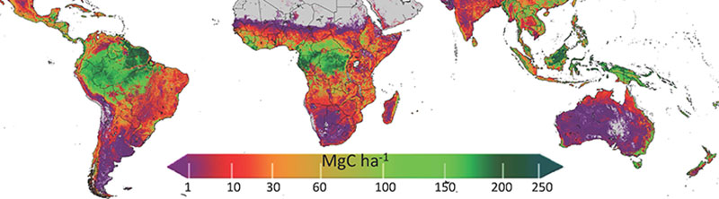 Distribution of above ground live biomass carbon density and uncertainty