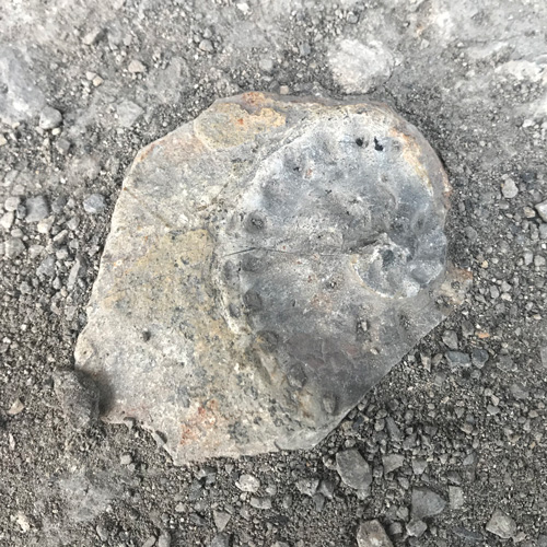 Ammonite fossil on unpaved road