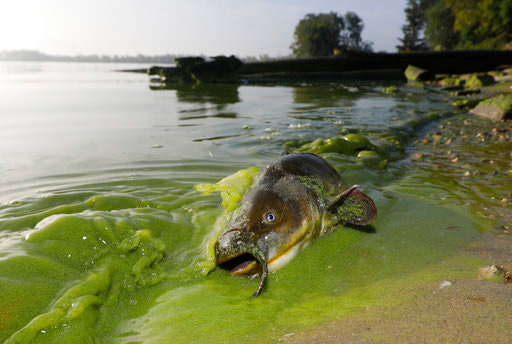 A catfish washed up on the shoreline in the algae-filled waters of Lake Erie in north Toledo, Ohio, in 2017.