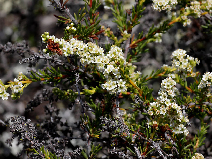 Close-up view of a flowering chamise plant