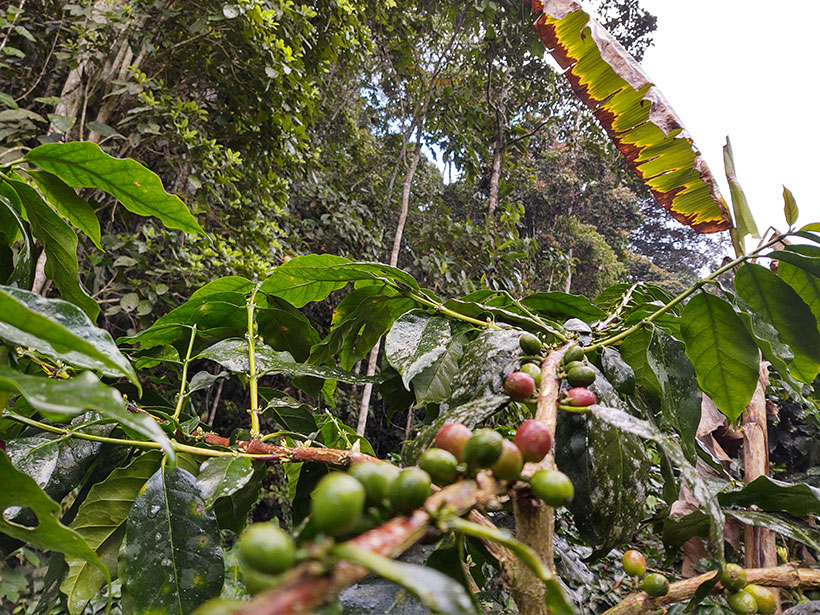 Ripe coffee cherries (red) are ready to harvest in the shade of the forest in Serranía de San Lucas, in northern Colombia