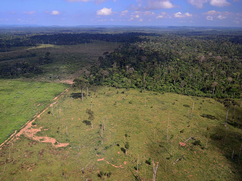 A bird’s-eye view of cleared plots of rain forest, with green grass and scattered dead tree stumps, next to untouched rain forest dense with trees. A bird’s-eye view of cleared plots of rain forest, with green grass and scattered dead tree stumps, next to untouched rain forest dense with trees.