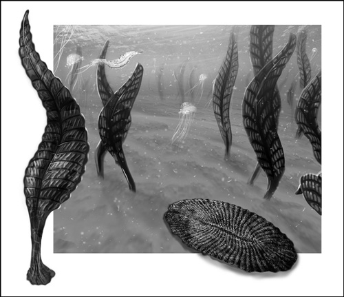 Black-and-white illustration of early marine creatures on the seafloor