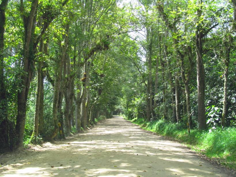 Árboles alineados en un camino con sombra en un bosque urbano el Bogotá Árboles alineados en un camino con sombra en un bosque urbano el Bogotá