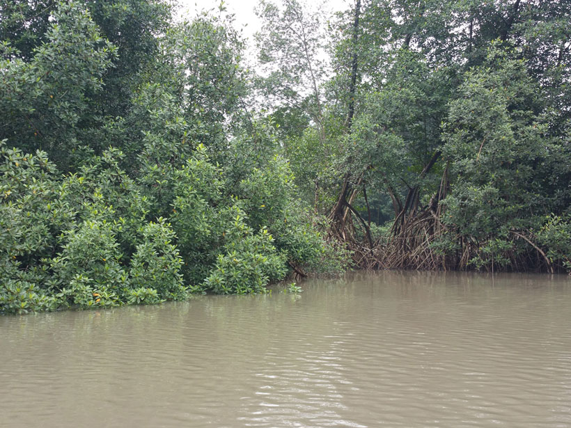 View of a lush mangrove forest lining a waterway