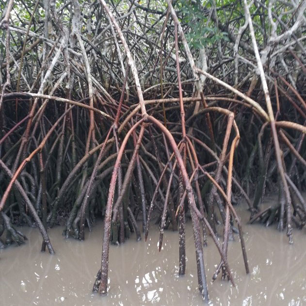 Close-up view of prop roots of mangrove trees