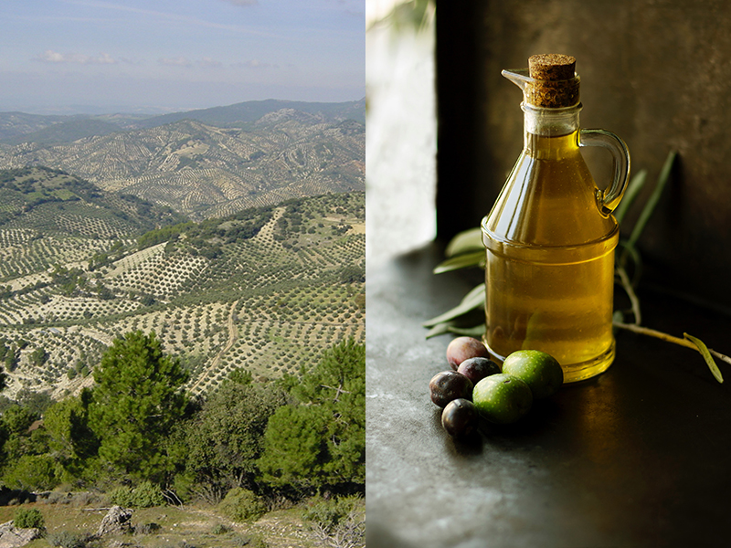 Olive groves growing on hillsides (left) and bottle of olive oil (right)