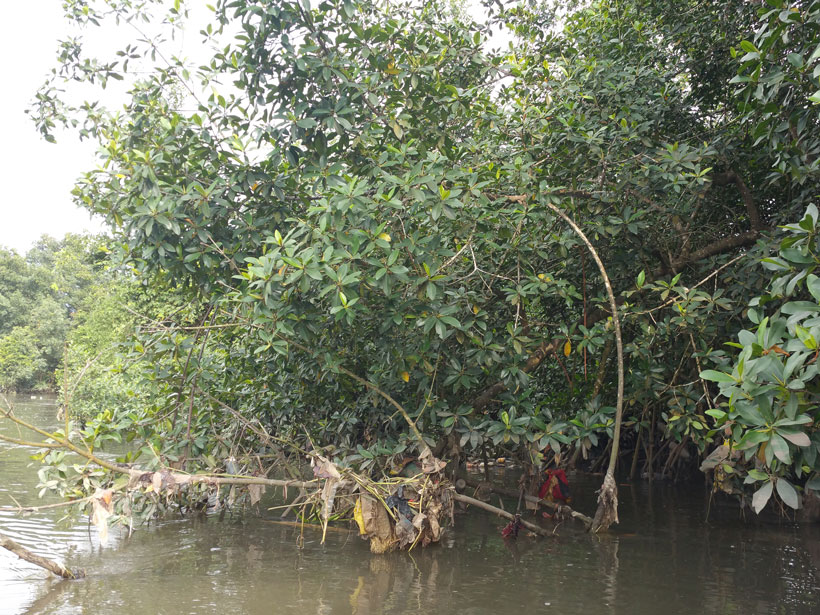 Plastic litter hangs from the low branches and leaves of mangrove trees