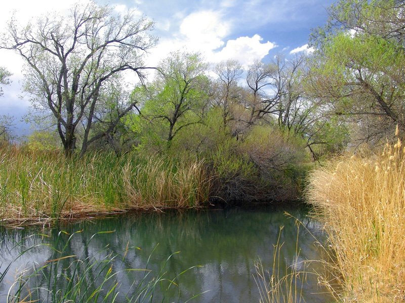 A blue pool surrounded by rushes and trees A blue pool surrounded by rushes and trees