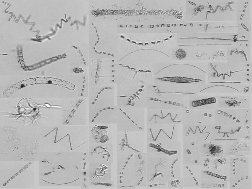 Diatom hot spots associated with Gulf Stream intrusions
