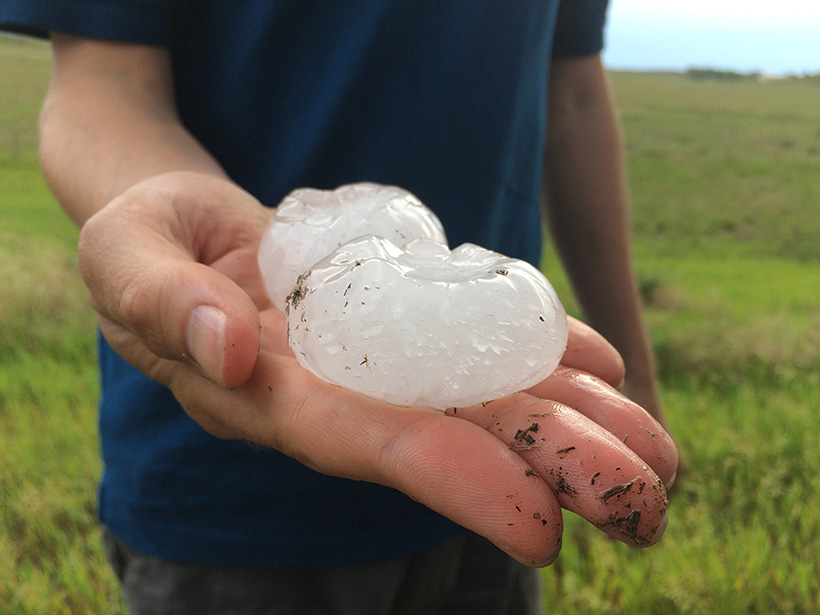 A man holds two very large hailstones in his hand.