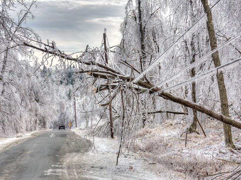 Ice-covered trees line a road.