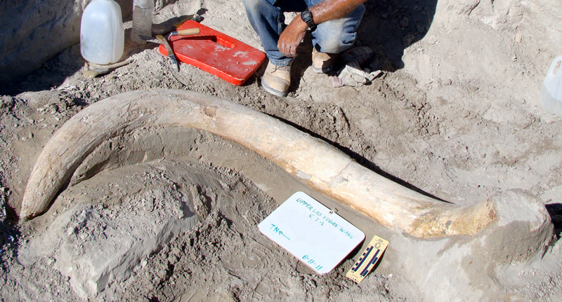 A mammoth tusk embedded in rock A mammoth tusk embedded in rock