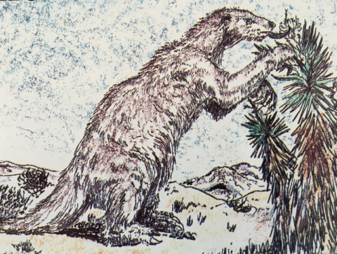 Drawing of a Shasta ground sloth eating flowers from a Joshua tree Drawing of a Shasta ground sloth eating flowers from a Joshua tree