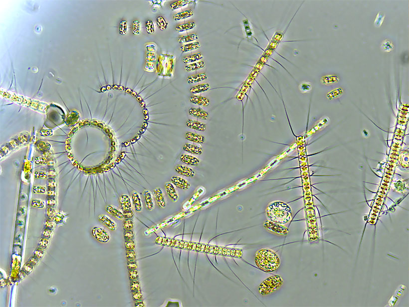 A recent study lays a new foundation for a better understanding of deep-ocean maxima phytoplankton and their role in the global carbon cycle.