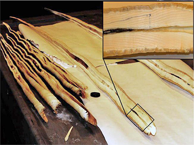 Seven narwhal tusks that have been split in half lengthwise sit on a table. An insert box zooms in on the interior of one of the tusks to show the many growth layers inside.