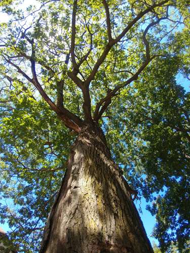 Photograph of a tree and leaves Photograph of a tree and leaves