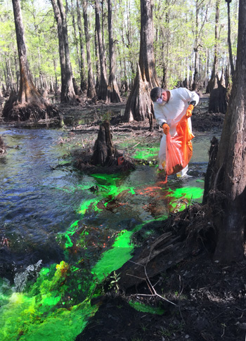 A researcher in a white suit and goggles pours a bag of lime-green dye into draining water at Lake Miccosukee.