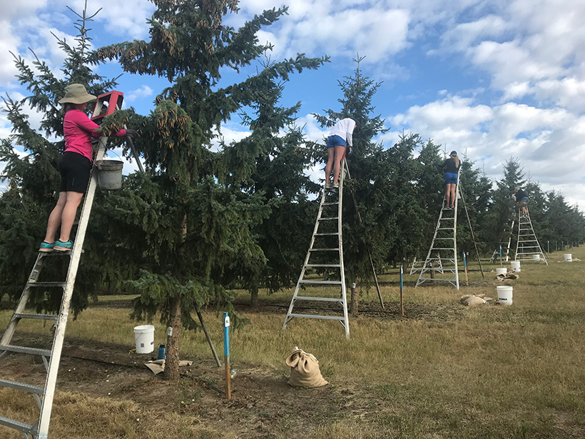 British Columbia forestry staff on ladders picking spruce cones in a seed orchard managed by the province