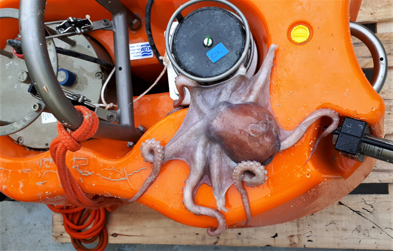 Close up view of an octopus sitting on an ocean bottom seismometer Close up view of an octopus sitting on an ocean bottom seismometer