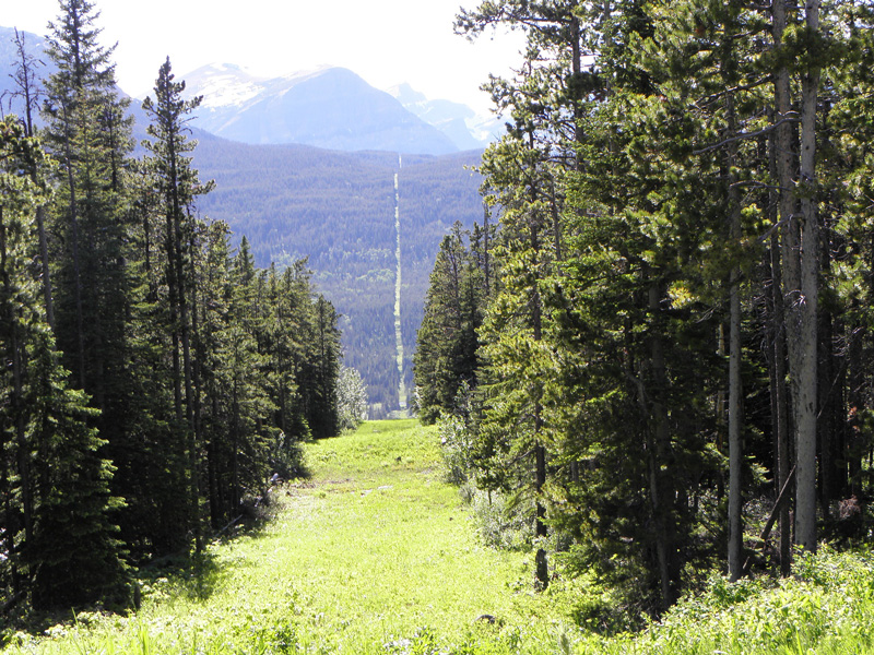 A clear-cut line through a forest designates the border between the United States and Canada. A clear-cut line through a forest designates the border between the United States and Canada.
