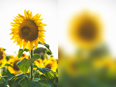 Two photographs of a sunflower. The left photograph is blurred. Two photographs of a sunflower. The left photograph is blurred.