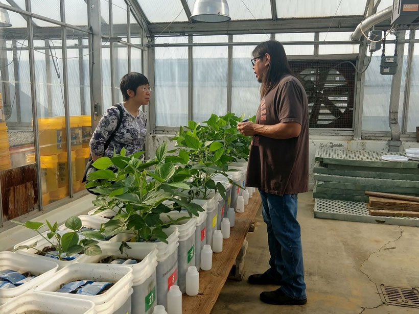 Soybeans grow in buckets in a greenhouse at Bowling Green State University. Soybeans grow in buckets in a greenhouse at Bowling Green State University.