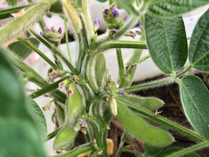 A close-up photo of soybeans growing in a greenhouse at Bowling Green State University A close-up photo of soybeans growing in a greenhouse at Bowling Green State University