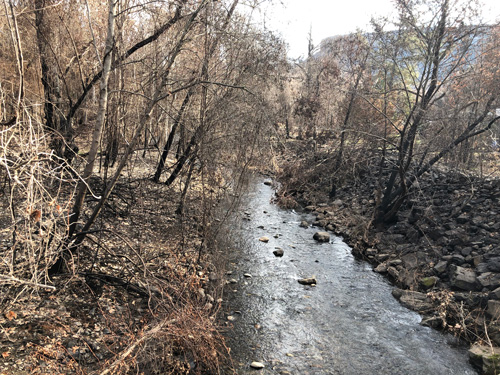 Burned trees line the banks of a creek. Burned trees line the banks of a creek.