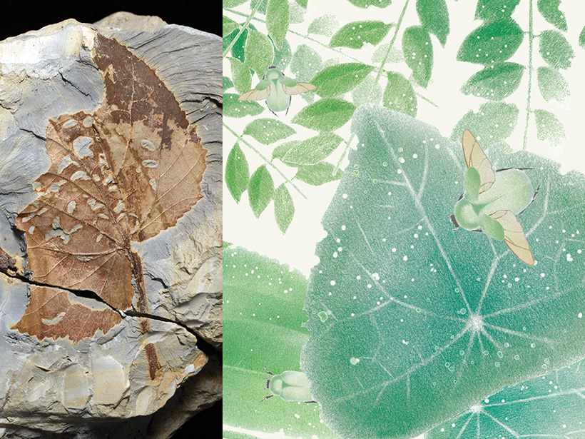 Foto e ilustración de hojas de la era Cretácica con mordidas de insectos
