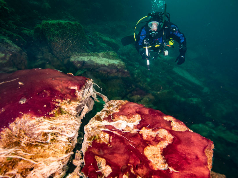 A diver approaches rocks covered with multicolored mats of bacteria.