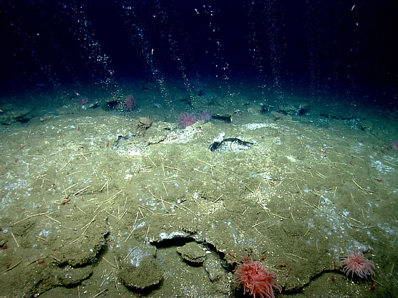 Methane streams arising from the seafloor at a cold seep site offshore of Virginia