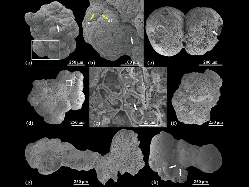 A collection of globular, multicellular membrane-bearing algae from the Kuanchuanpu biota